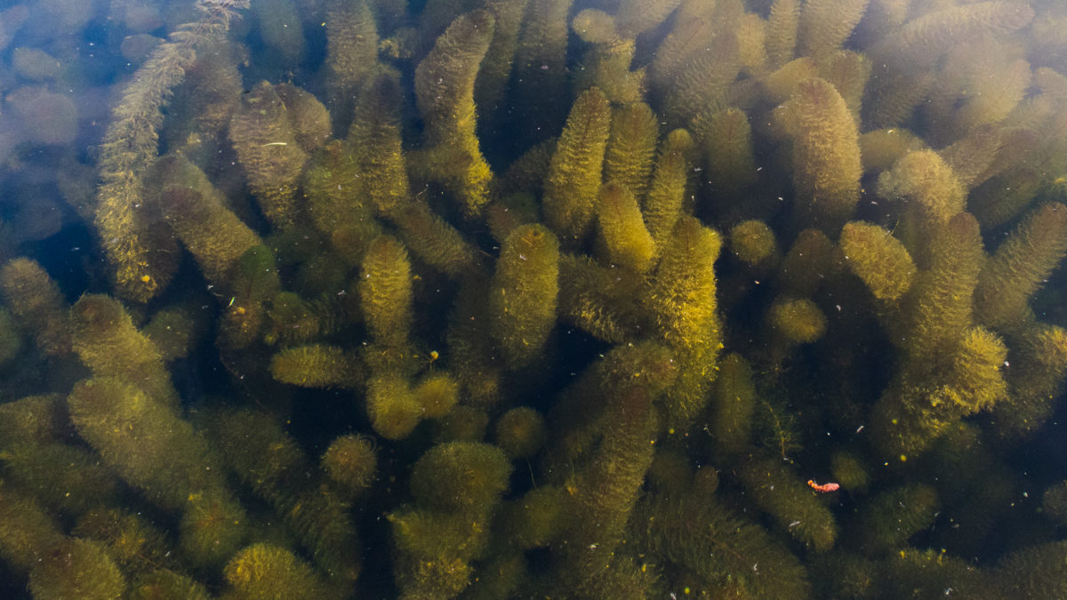 Treatment for Milfoil on 6/18